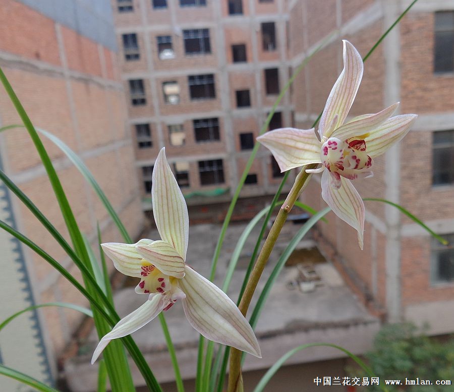 0起拍包邮:领带花一盆1.5新龙头苗1芽 中国兰花交易网