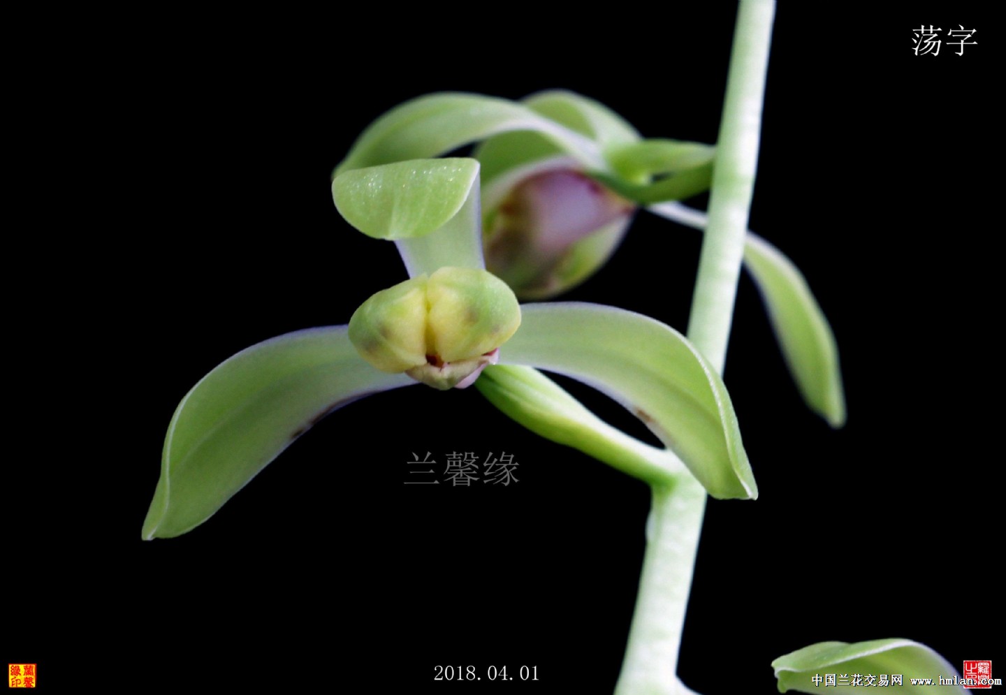 所有分类 传统品种 蕙兰 水仙瓣 荡字,前垄子母壮苗