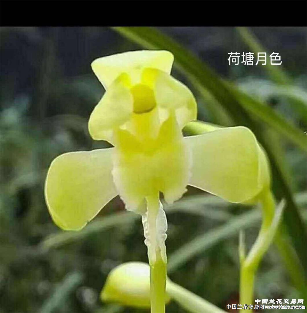 蕙素铭品-荷塘月色拍卖今晚结束-蕙兰篇-中国兰花交易网社区