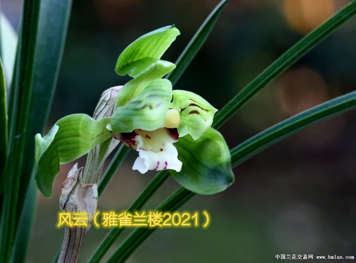 雅雀兰楼网络春兰展(二-春兰篇-中国兰花交易网社区