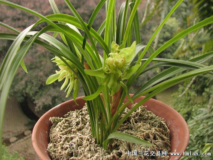 春兰奇花—余蝴蝶-春兰篇-中国兰花交易网社区