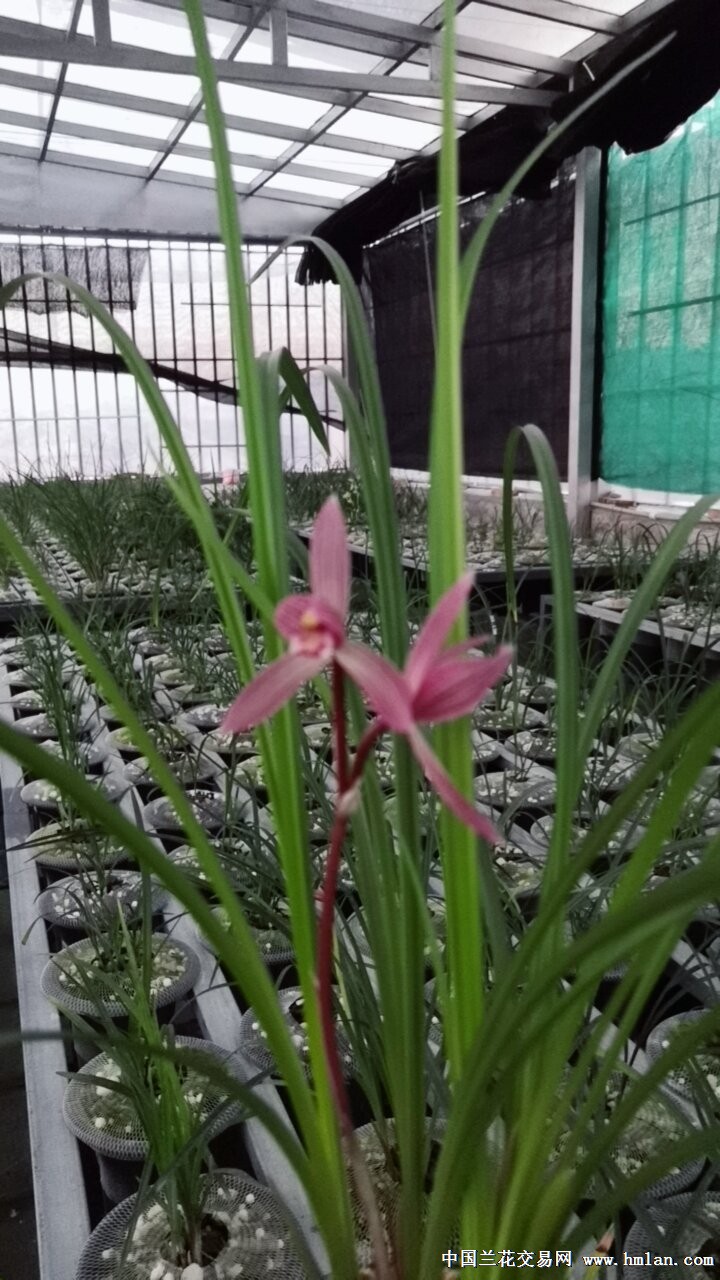 莲瓣兰经典红花映山红特点
