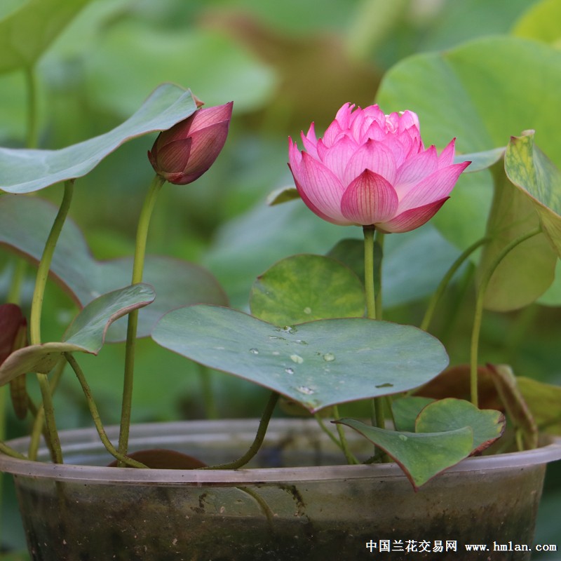 四十多个微型品种碗莲陆续翻盆