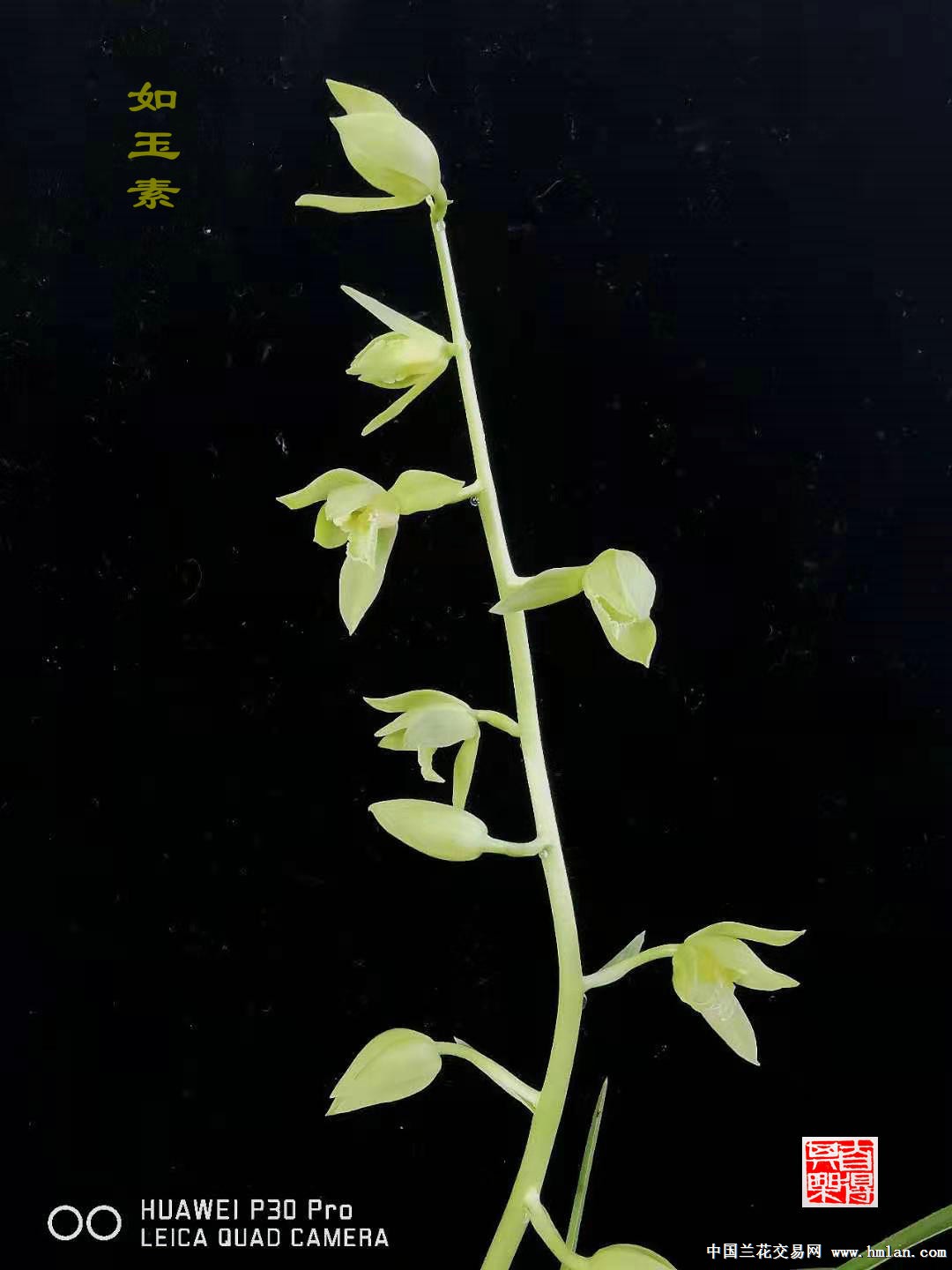 蕙兰如玉素东北放香美丽38
