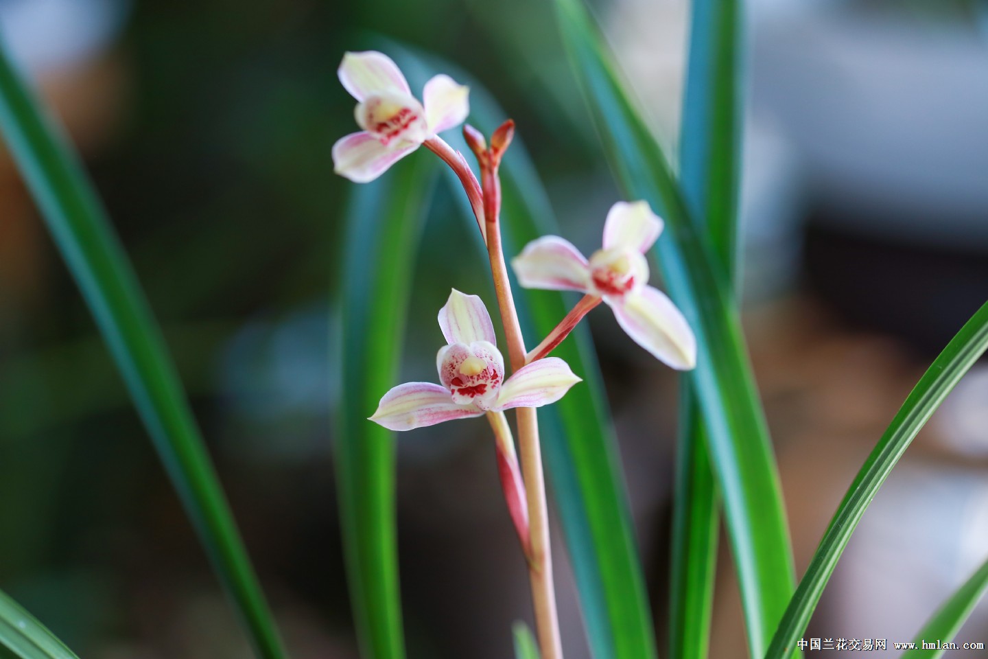 今年首开,花仙子可爱灵动.-建兰篇-中国兰花交易网社区