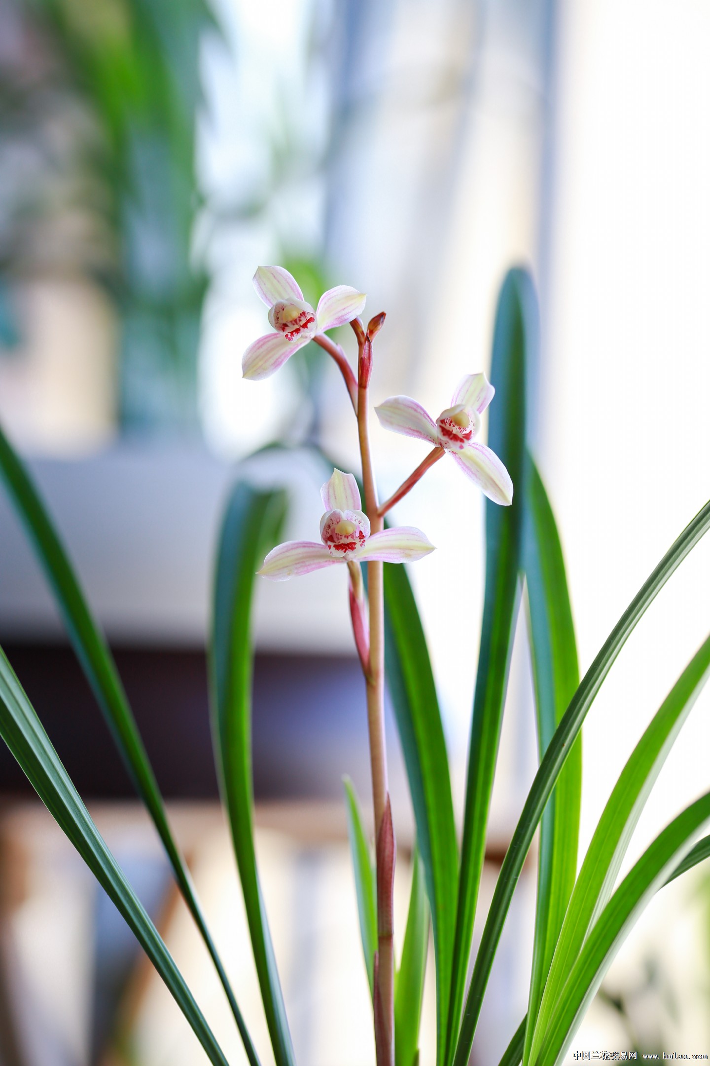 今年首开,花仙子可爱灵动.-建兰篇-中国兰花交易网社区