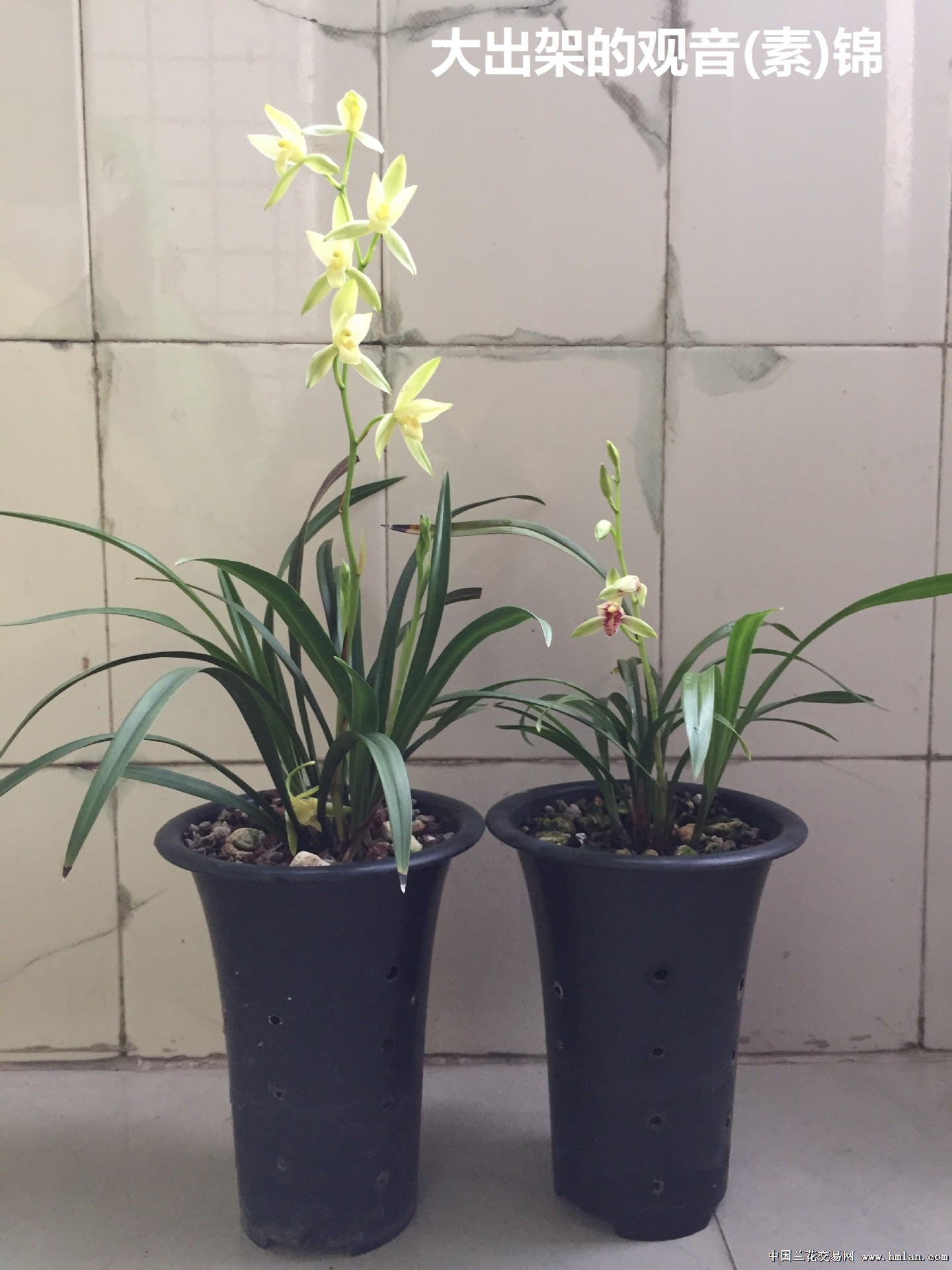 1花 观音锦 线艺建兰观音素出艺进化 3