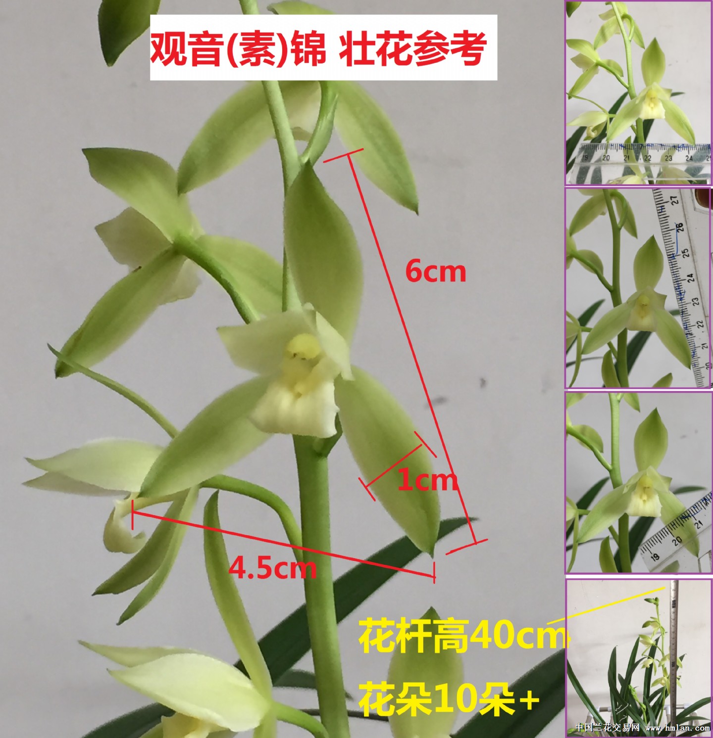 1花 观音锦 线艺建兰观音素出艺进化 3