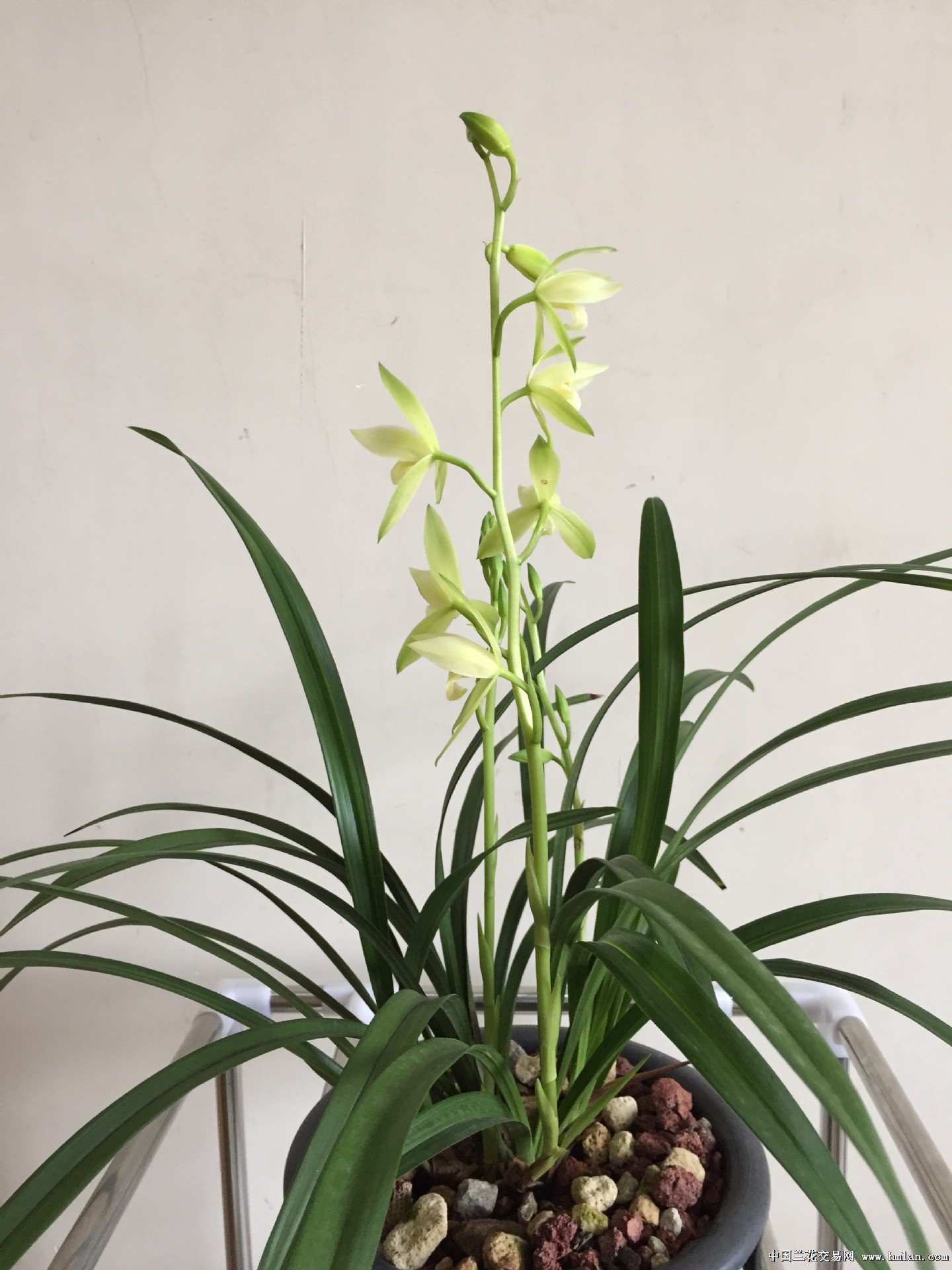 1花 观音锦 线艺建兰观音素出艺进化 3