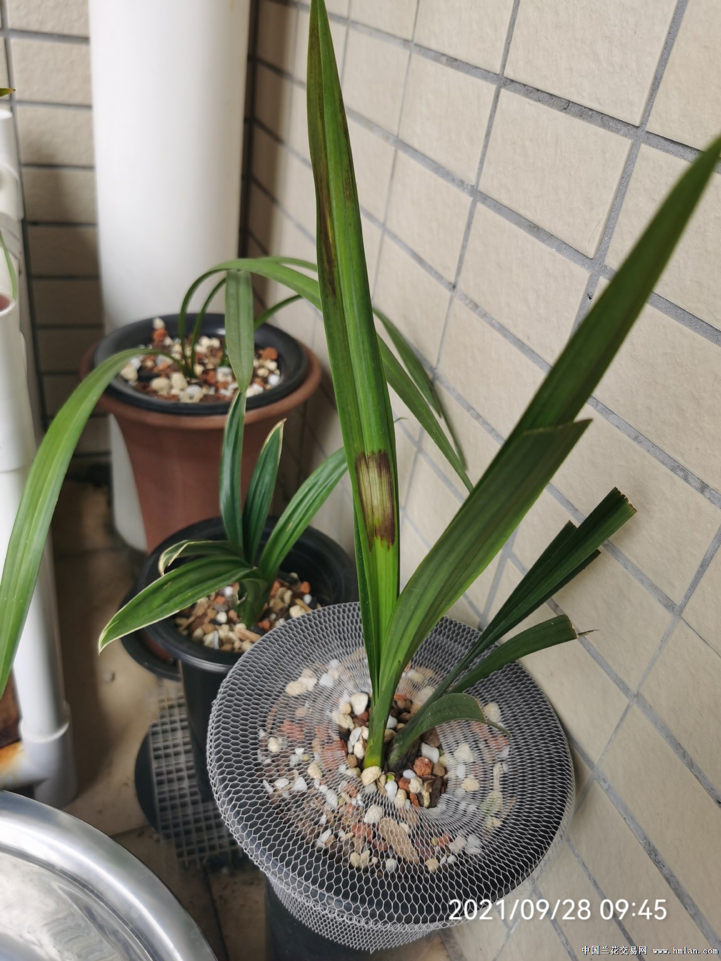 艳子兰苑墨兰瑶台碧月带花苞引种到家