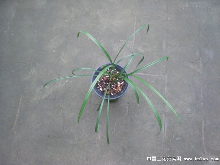 春兰奇花乌蒙雄狮3壮苗1花苞