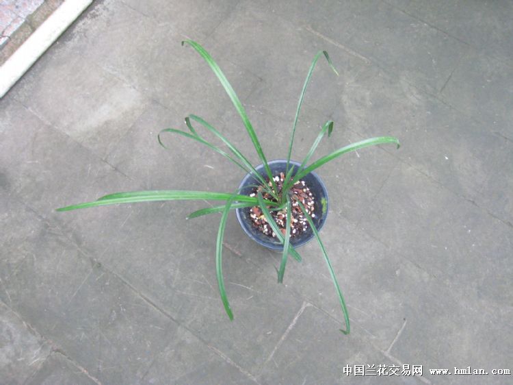 春兰奇花乌蒙雄狮3壮苗1花苞