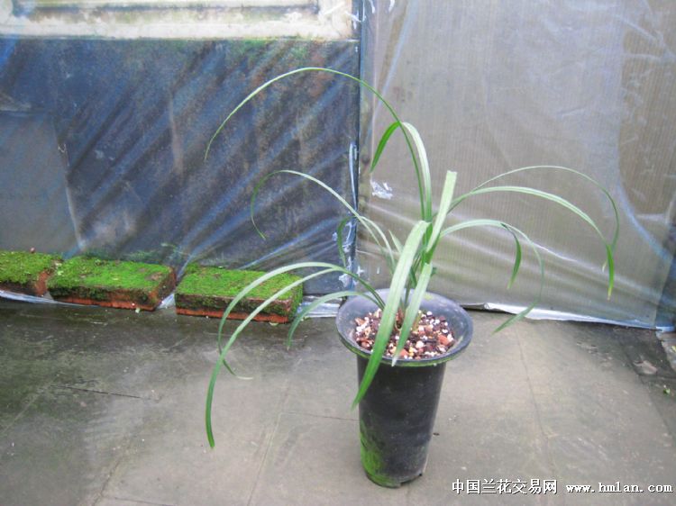 春兰奇花乌蒙雄狮3壮苗1花苞