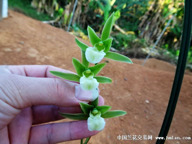 紫秀 飞肩大圆舌 纯素-寒兰篇-中国兰花交易网社区