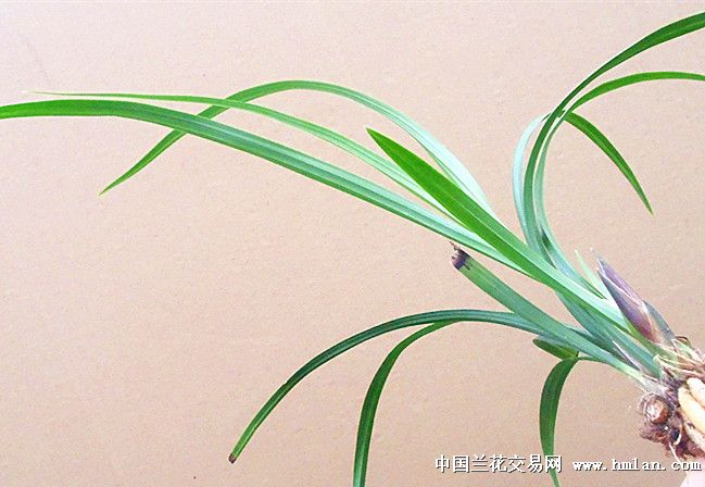 花怎么画高级 20191129211664316431.jpg
