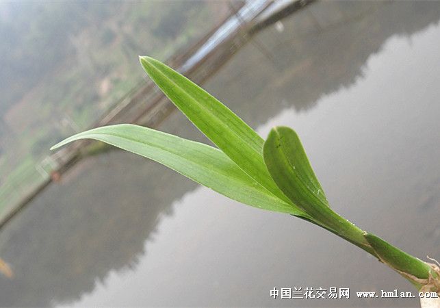 刚挖的圆头绿兰荷瓣草