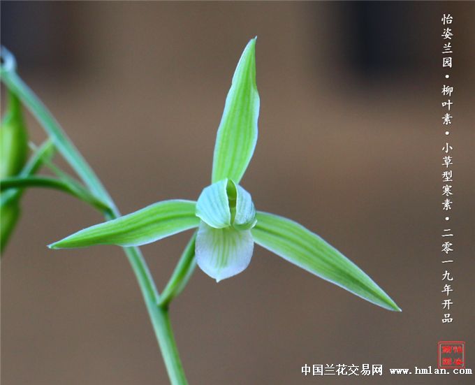 细叶寒兰柳叶素小叶型寒素2019年开品
