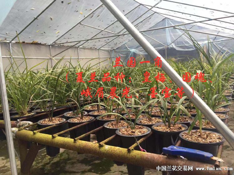 参加兰花网购月活动---老用户申请卖家