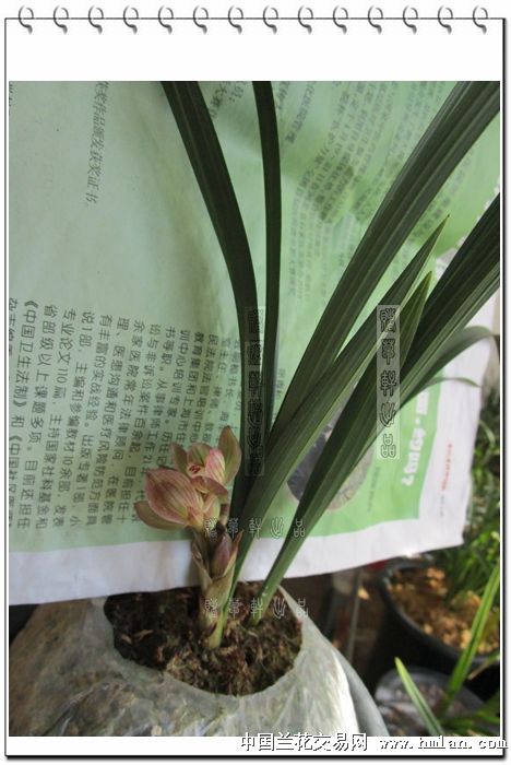 感恩荷开花-春剑篇-中国兰花交易网社区