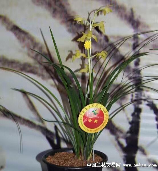 阳台草秦玉素(老马272号素)分盆-蕙兰篇-中国兰花交易网社区