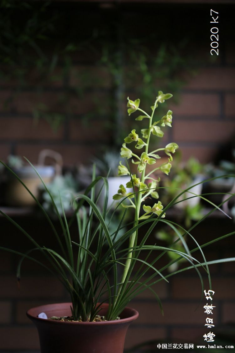海归蜂巧1花-蕙兰篇-中国兰花交易网社区