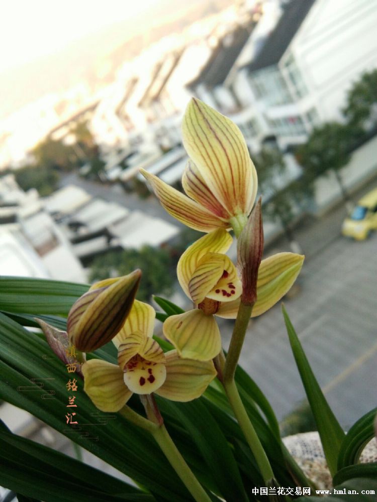 太平圣荷