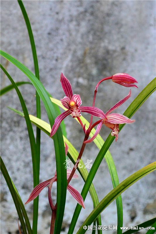 极美红花线艺胭脂醉引种2苗带芽