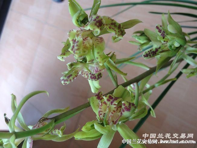 中华牡丹,特壮苗带芽 - 中国兰花交易网