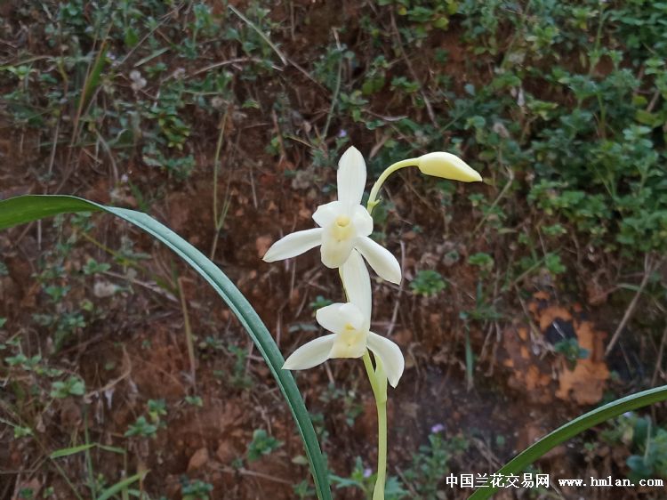 皓雪-建兰篇-中国兰花交易网社区