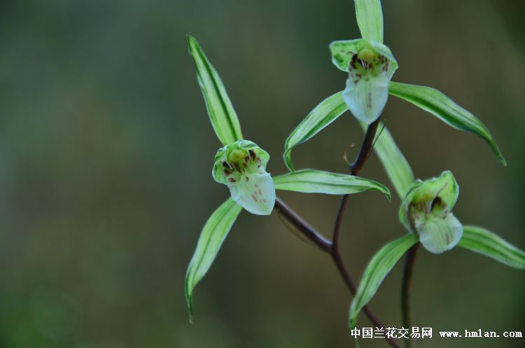 细叶寒兰中透花,集锦