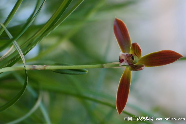 香豆瓣1杆双花首开顶花(转色花)请各位兰友欣赏.