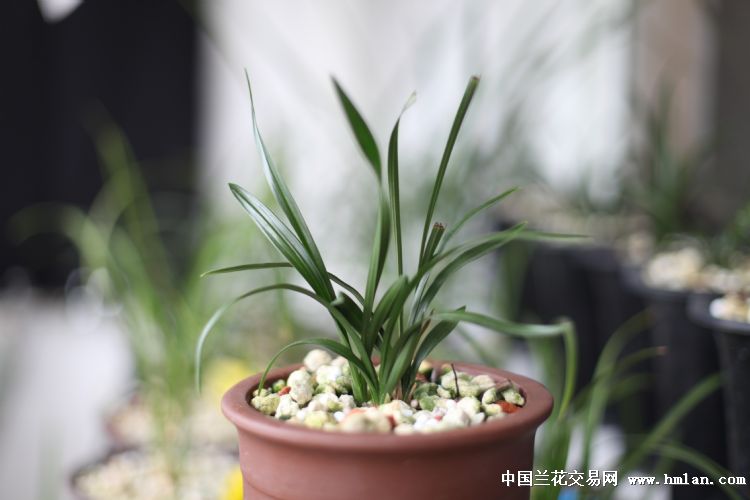 正月初二猜成语_正月初二图片