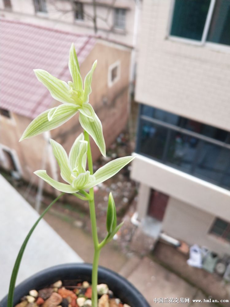 奇花素开香味挺正-莲瓣篇-中国兰花交易网社区