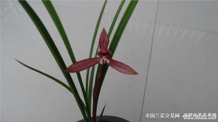 红辣椒开花啦-春兰篇-中国兰花交易网社区