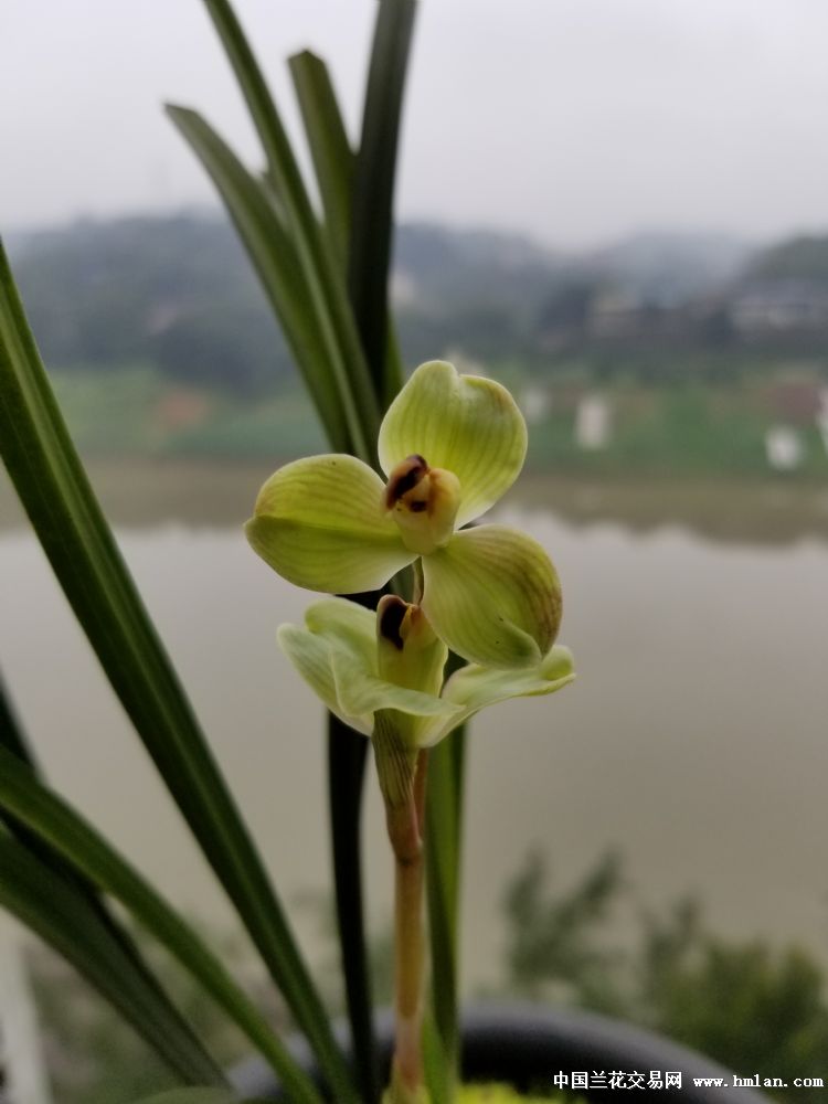 玉海棠-春剑篇-中国兰花交易网社区