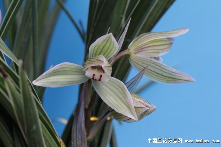 春兰与莲瓣自然窜窜边草红覆轮花