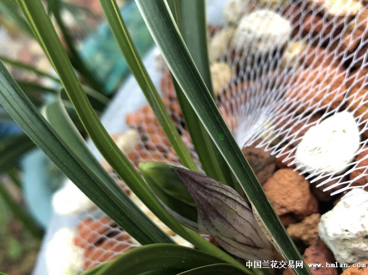 种了4,5年的双艺万光,今年第一次开花 新芽成金黄边草,成苗后转为银