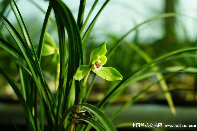 农历庚子年(鼠年-翠一品-春兰篇-中国兰花交易网社区