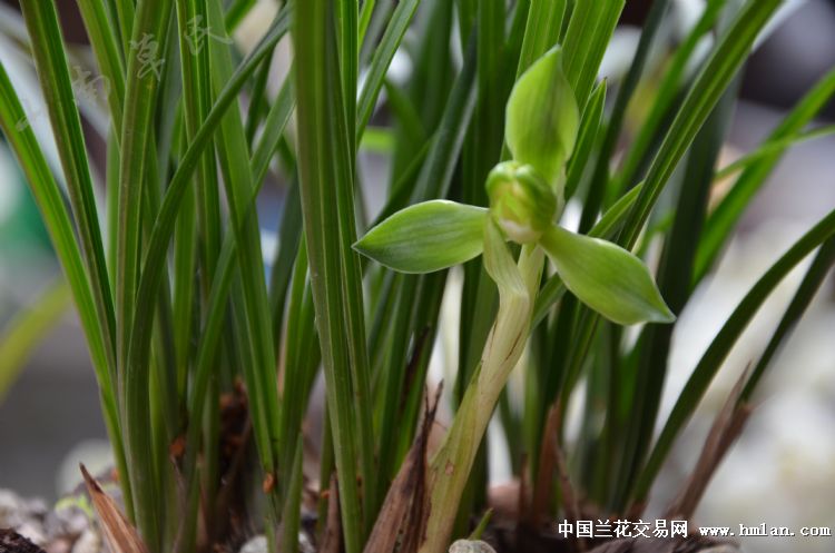 江南雪 虽在角落,却不妨碍精彩-春兰篇-中国兰花交易网社区