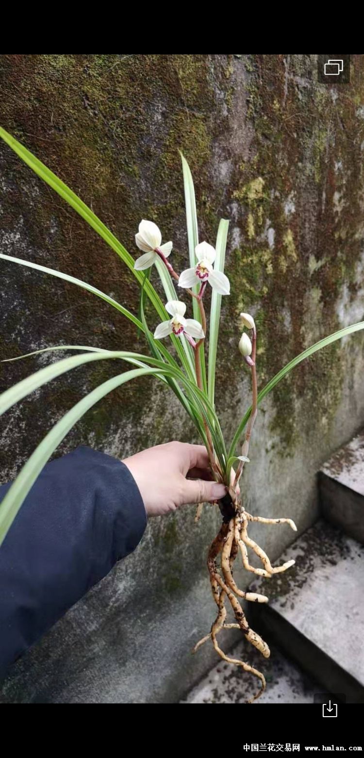 白花荷瓣