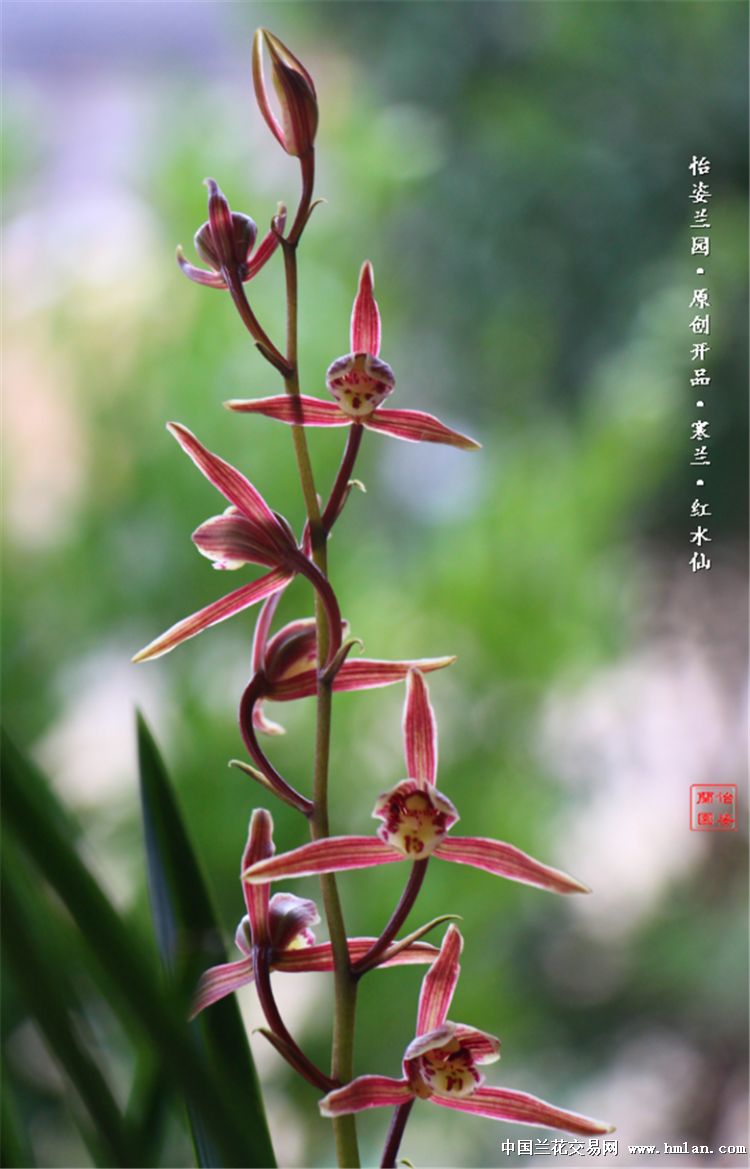 大叶寒兰红花软捧水仙