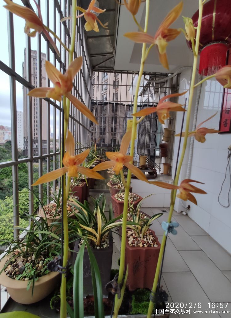 大美瑶琳胭脂