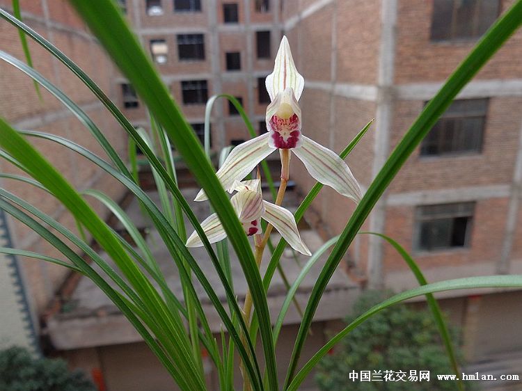 莲瓣兰:红舌 一盆4苗1花1大芽