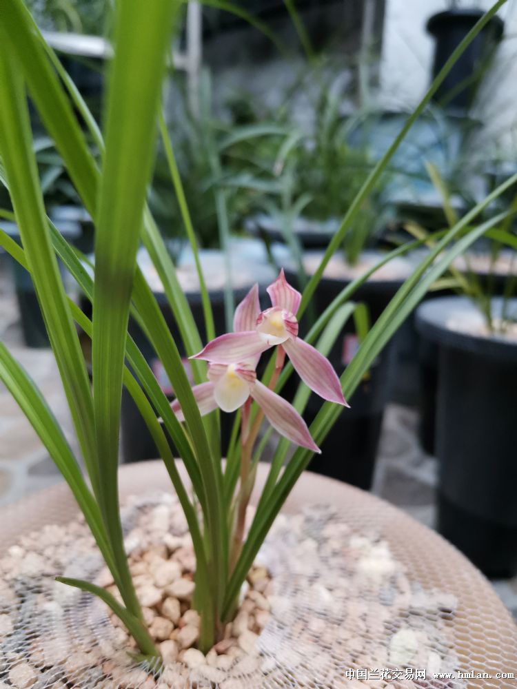 人面桃花-莲瓣篇-中国兰花交易网社区