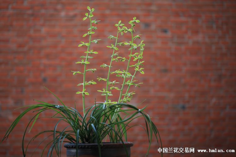 鹤唳华亭 《老上海梅》-蕙兰篇-中国兰花交易网社区