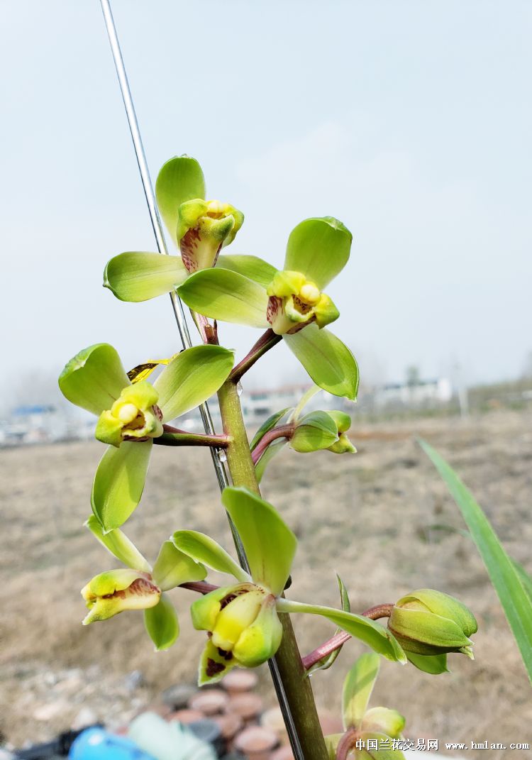 程梅花开-蕙兰篇-中国兰花交易网社区