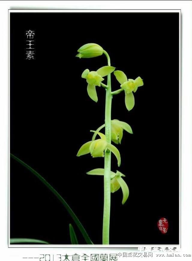 蕙素126(帝王素)拍卖今晚结束-蕙兰篇-中国兰花交易网社区