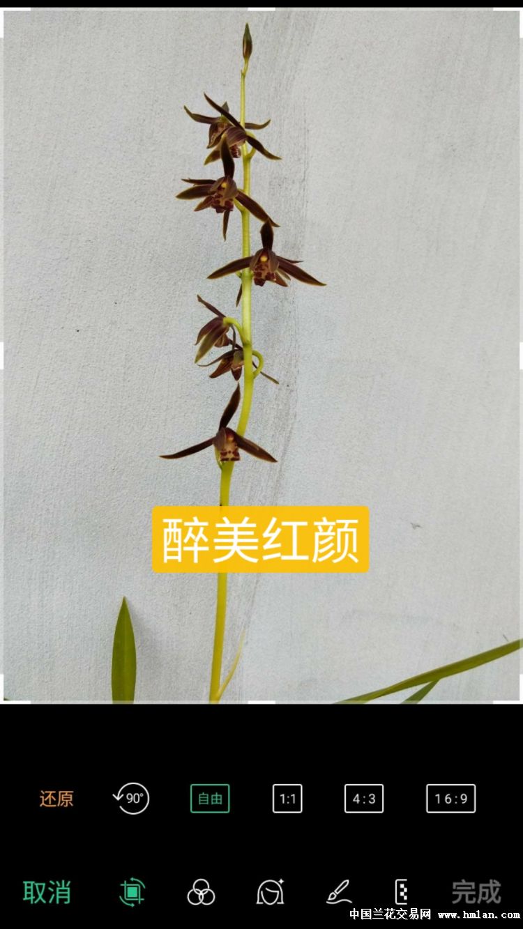 转色花"醉美红颜"花色欣赏-墨兰篇-中国兰花交易网社区