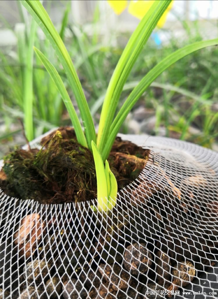 又到一年赏芽季手机拍芽金色阳春